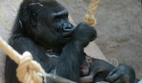 Una gorila con su bebé en el zoo de Praga.