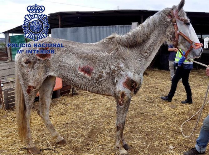 Fotografía facilitada por la Policía Nacional que ha arrestado a dos personas en la localidad de Vélez-Málaga por maltrato animal tras haber hallado en una finca 22 caballos y 4 perros desnutridos, enfermos y en estado de abandono. 