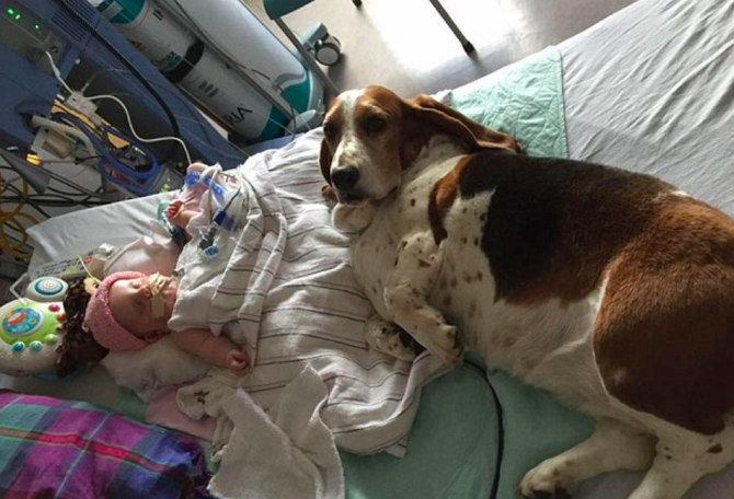 Leales: uno de los basset hounds acostado en la cama de Nora en el hospital (Facebook).