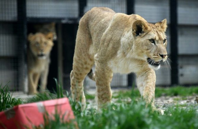 Un león africano sale de su jaula el 22 de abril de 2016 en un zoológico en París.