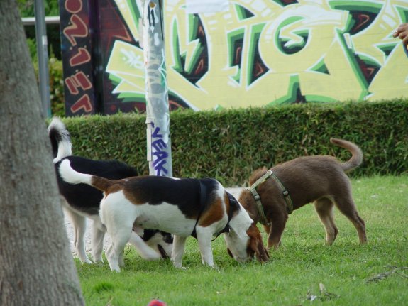 Tres perros husmean el césped de un parque de Valencia.
