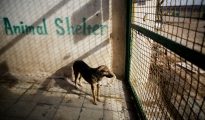 Un perro en un refugio el 19 de febrero de 2016 en la ciudad de Hashtgerd, Irán