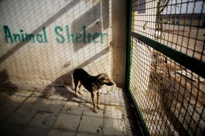 Un perro en un refugio el 19 de febrero de 2016 en la ciudad de Hashtgerd, Irán