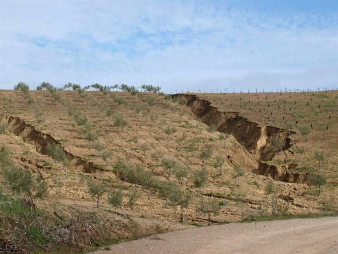 Fotografía facilitada por el Instituto de Agricultura Sostenible-CSIC de erosión en olivares. 