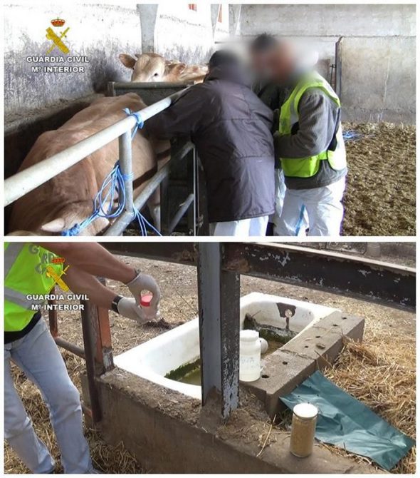 Fotografía facilitada por la Guardía Civil que ha detenido a catorce personas, diez hombres y cuatro mujeres, por engorde ilegal de ganado en una operación que continúa abierta y que se ha desarrollado principalmente en las provincias de Huesca, Zaragoza y Lérida.