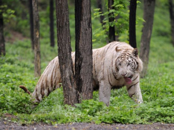 Un tigre en el Beijing Badaling Wildlife el 2 de junio de 2010 en las afueras de Pekín
