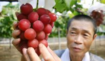 Un agricultor japonés muestra un racimo de uvas de la variedad 'Ruby Roman' en sus viñedos en la ciudad de Kahoku, en el norte de Japón.