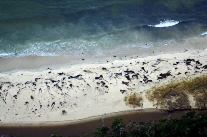 Ballenas muertas en la costa de la Patagonia chilena cerca de Aysen, el 20 de julio de 2016