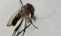 Fotografía a través de un microscopio de un mosquito Aedes aegypti, transmisor del virus del Zika.