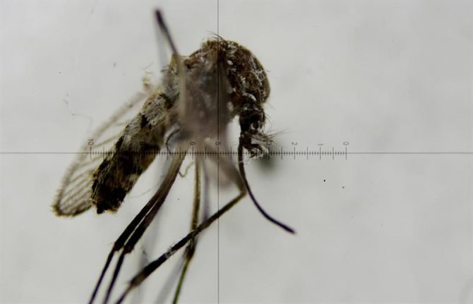 Fotografía a través de un microscopio de un mosquito Aedes aegypti, transmisor del virus del Zika. 