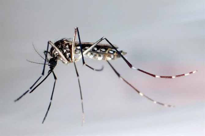 Detalle del mosquito "Aedes Aegypti", trasmisor del zika. 