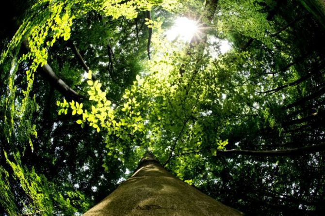 Un bosque al sur de Hanover en el norte de Alemania