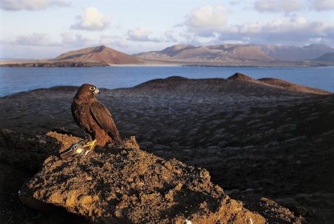 Un halcón de Eleonora otea el horizonte desde el islote de Montaña Clara, en el Parque Natural del Archipiélago Chinijo (Canarias), tras capturar una pequeña ave migratoria.