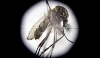 Fotografía a través de un microscopio de un mosquito transmisor de enfermedades.