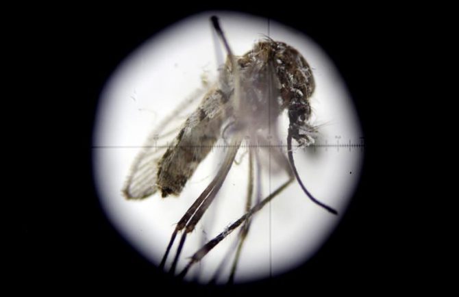 Fotografía a través de un microscopio de un mosquito transmisor de enfermedades. 