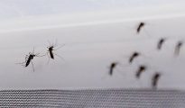 Fotografía de mosquito Aedes aegypti, transmisor del virus del Zika.
