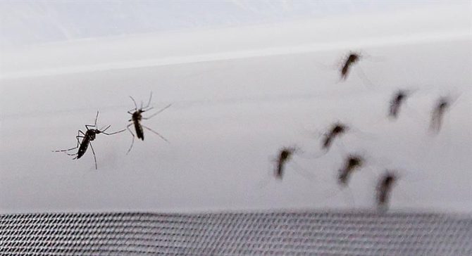 Fotografía de mosquito Aedes aegypti, transmisor del virus del Zika.