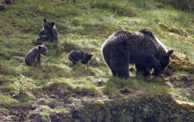 Imagen facilitada por la Fundación Oso Pardo (FOP).