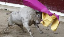 Un toro arremete contra un capote.