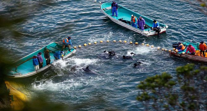 Durante la cacería anual de delfines en Taiji (esta imagen, en 2014), unos 1,000 delfines son sacrificados por su carne, y otros son seleccionados para venderlos a parques marinos.