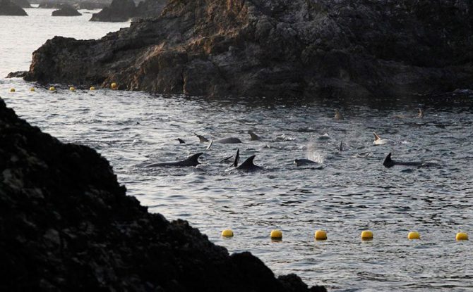 Delfines en la caleta de Taiji, en 2014. La cacería anual de delfines ha desatado protestas en todo el mundo desde 2009, cuando el documental The Cove reveló la masacre.