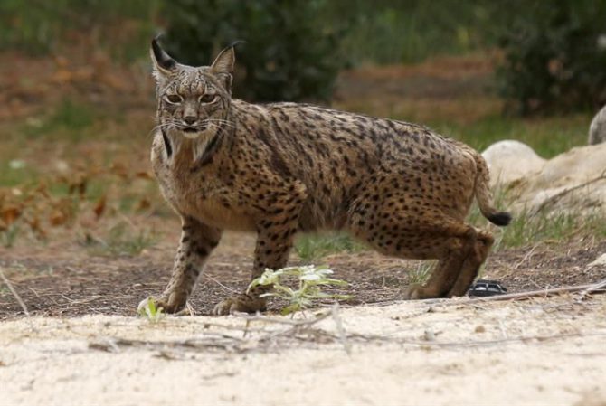 En la imagen, un lince ibérico. 