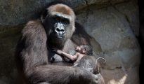 Entre las cuatro especies de grandes simios a punto de desaparecer se encuentra el primate más grande del mundo, el gorila oriental, cuya población ha sufrido un declive del 70 % en los últimos 20 años y hoy apenas llega a los 5.000 individuos.