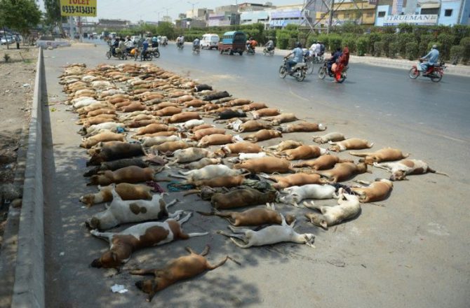 Cuerpos de perros alineados en una calle de Karachi el 12 de mayo de 2016