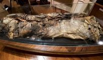 Los restos de la llamada "momia número 8", identificada como Artemi Semidán y expuesta en el Museo Canario, ha sido estudiada por investiadores del propio museo y la Universidad de las Palmas.