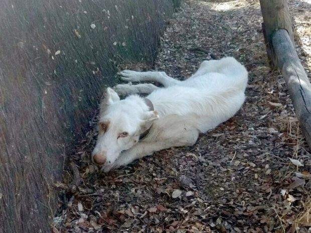 Podenco abandonado por un cazador.