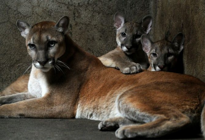 Dos pumas cachorros y su madre en el zoológico nacional de Nicaragua en el departamento de Masaya, el 25 de enero de 2012