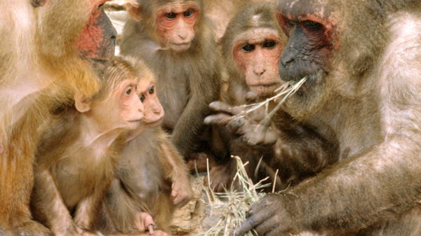 El macaco rabón tiene un báculo extremadamente largo en relación a su tamaño.