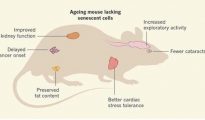 Ratón con células senescentes bloquedas: mejor función renal, retraso en la formación de tumores, mejor tolerancia al estrés cardiaco, menos riesgo de cataratas