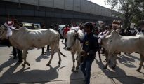 Miles de personas se han manifestado en la India para que se levantase la prohibición del «jallikattu»