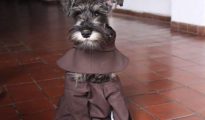 Fray Bigotón, el perro que de la calle terminó en un monasteri