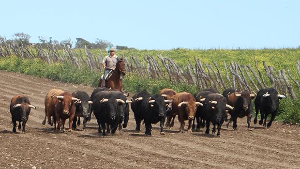 Toros de Núñez del Cuvillo en la finca El Grullo