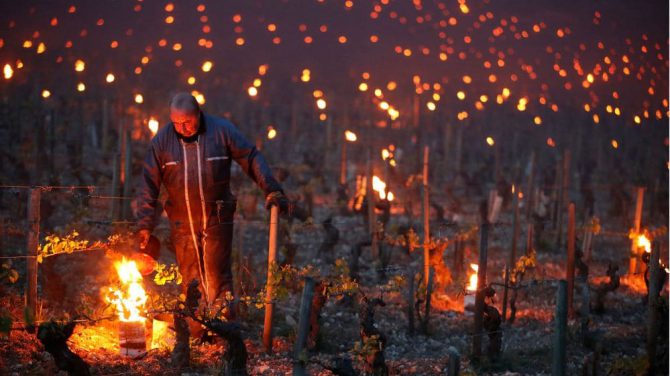 Trabajadores encienden antorchas usadas como calentadores para proteger la uva en Chablis, Francia