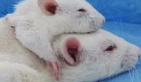 Carnavero trasplantó la cabeza de una rata al cuerpo de otra.