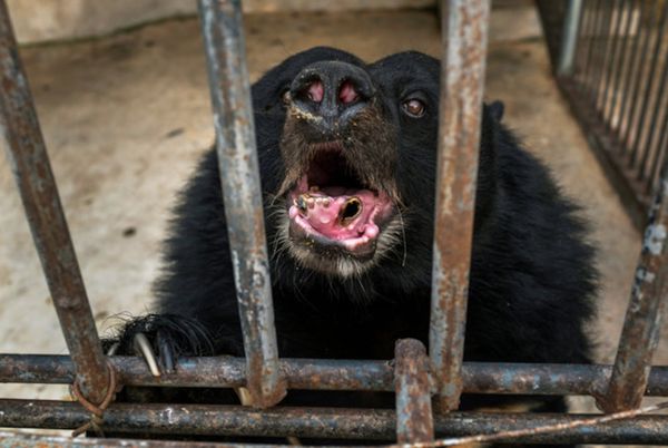 Un oso con la dentadura visiblemente afectada en uno de los zoológicos cuestionados por operar como criaderos ilegales de especies en extinción.