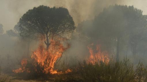 Una zona de pinares ardiendo en la zona afectada por el incendio de Doñana