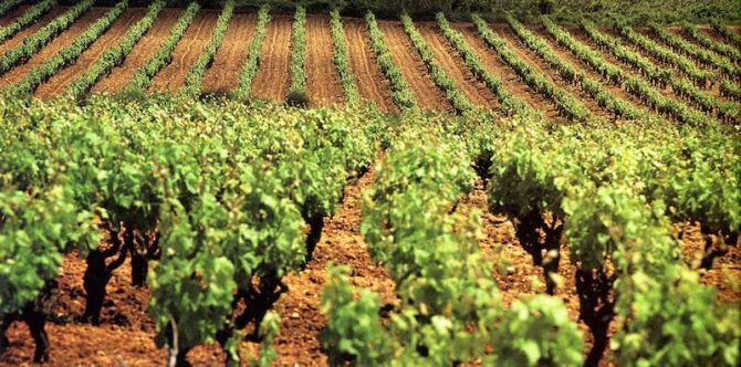 Cultivo de cava / Consejo Regulador del Cava.