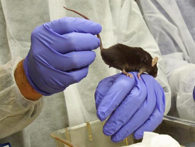 Esta herramienta posibilita cortar el genoma donde uno desea para después repararlo: son unas tijeras moleculares programables 'hechas' de proteínas y pequeñas secuencias de ARN.