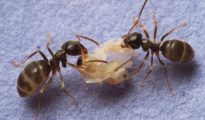 Las hormigas producen ácido fórmico que puede matar el hongo, pero necesitan entrar en el cuerpo de la pupa para que realmente funcione.