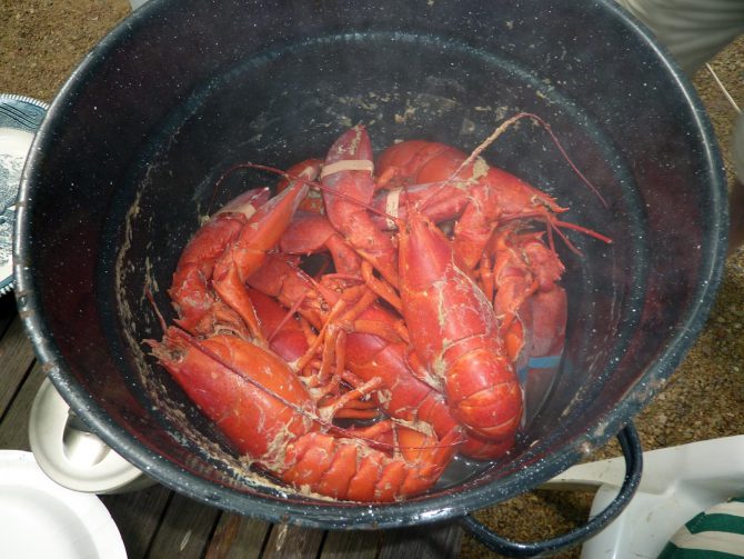 Langostas vivas