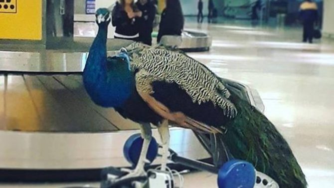 Dexter, el pavo real al que no dejaron subir a un avión - INSTAGRAM