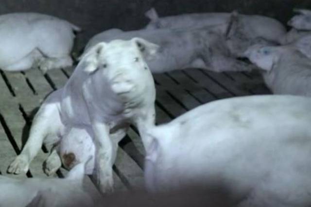 Imagen del programa de Salvados de Jordi Évole.