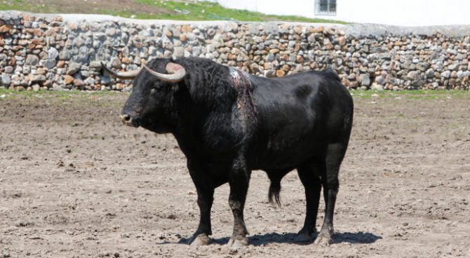 "Orgullito", toro indultado en la Feria de Abril de Sevilla.