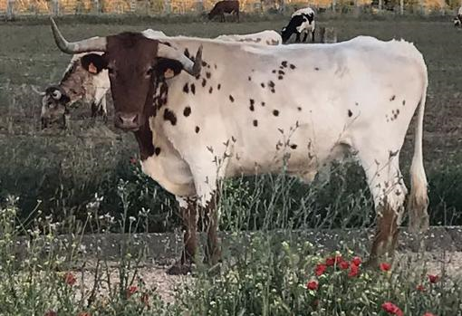 Los bueyes del ganadero José María López, entre amapolas en el campo alcarreño
