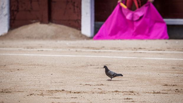 Una paloma en el ruedo de Las Ventas - Plaza 1