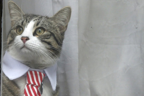 El gato de Julian Assange/ Twitter